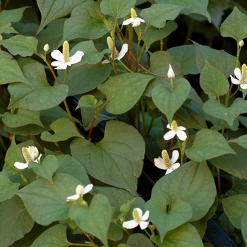 Houttuynia cordata - Chameleon plant