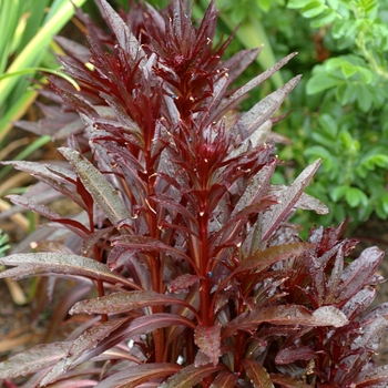 Lobelia x speciosa 'Queen Victoria' - Cardinal Flower