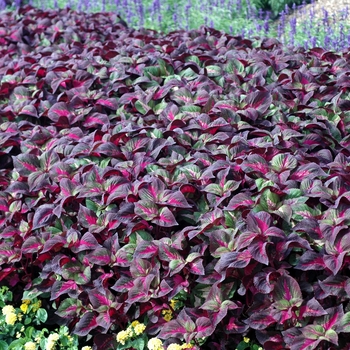 Perilla frutescens 'Magilla™ Purple' - Perilla