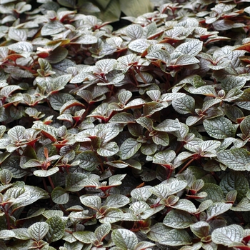 Plectranthus hybrid 'Nico' - Plectranthus