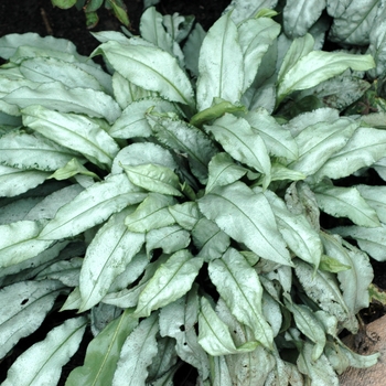 Pulmonaria longifolia 'Diana Clair' - Lungwort