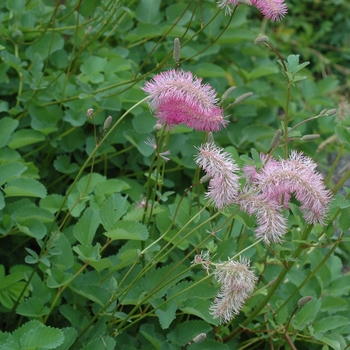 Sanguisorba obtusa - Burnet, Salad