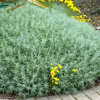 Santolina chamaecyparissus - Lavender Cotton