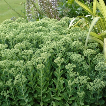 Sedum hybrid 'Autumn Joy' - Stonecrop