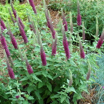 Teucrium chamaedrys - Germander