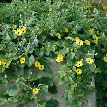 Thunbergia alata 'Sunny™ Lemon Star' - Black-eyed Susan Vine