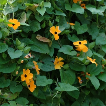 Thunbergia alata 'Sunny™ Orange Wonder' - Black-eyed Susan Vine