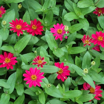 Zinnia hybrid 'Profusion Cherry' - Zinnia