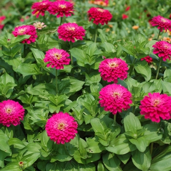 Zinnia elegans 'Uproar Rose' - Zinnia