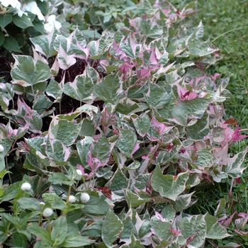 Ipomoea batatas 'Tricolor' - Ornamental Sweet Potato