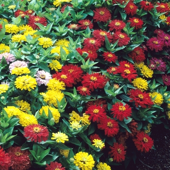 Zinnia elegans 'Dreamland ™ Mix' - Zinnia