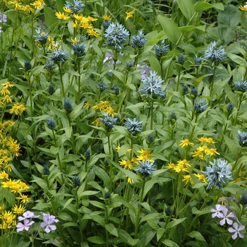 Polygonatum biflorum - Solomon's Seal