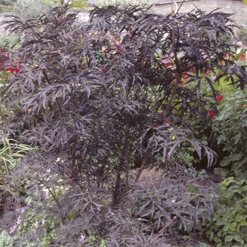 Sambucus nigra 'Black Lace' - Elderberry