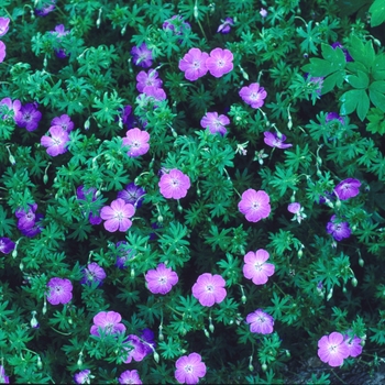 Geranium sanguineum - Cranesbill
