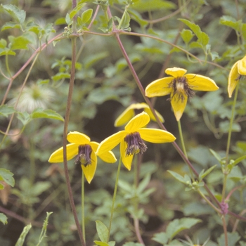 Clematis tangutica - Clematis