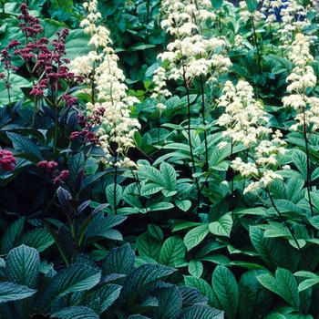 Rodgersia pinnata 'Superba' - Rodgers Flower