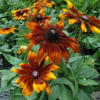 Rudbeckia hirta 'Autumn Colors' - Rudbeckia