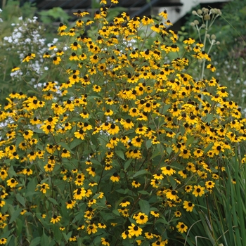 Rudbeckia triloba - Black-Eyed Susan