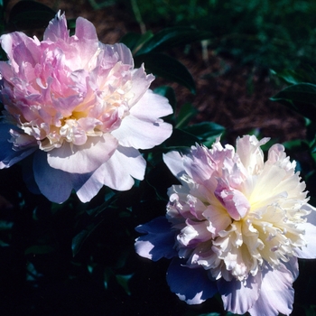 Paeonia 'Raspberry Sundae' - Garden Peony