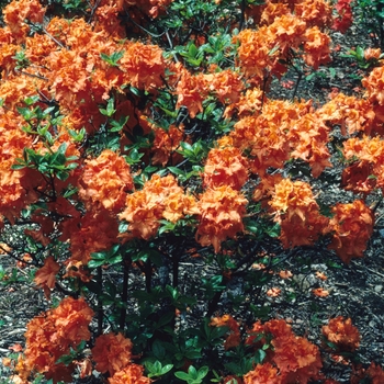Rhododendron hybrid 'Gibraltar' - 'Gibraltar' Azalea