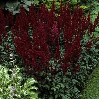 Astilbe japonica 'Montgomery' - False Spirea