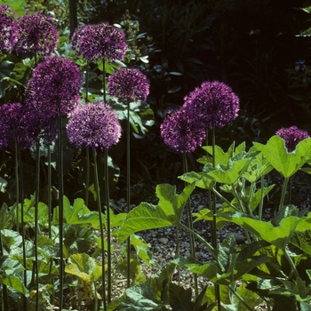Allium aflatunense 'Purple Sensation' - Ornamental Onion