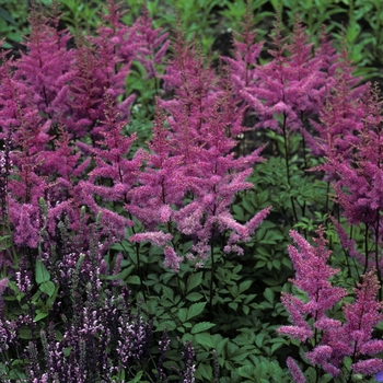 Astilbe x arendsii 'Amethyst' - False Spirea