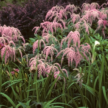 Astilbe x thunbergii 'Ostrich Plume(Straussenfeder)' - False Spirea