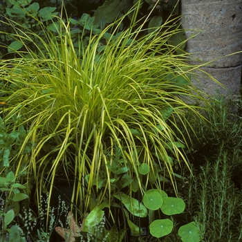 Carex elata 'Bowle's Golden' - Golden Sedge