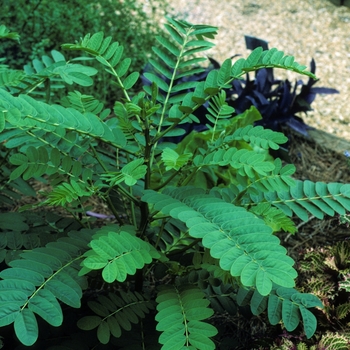 Cassia didymobotrya - Cassia (Popcorn Bush)