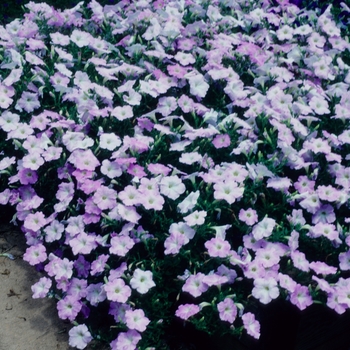 Petunia hybrida 'Misty Lilac Wave' - Petunia