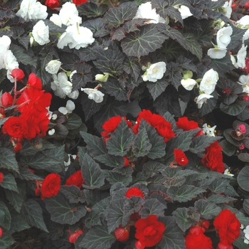 Begonia tuberosa 'Nonstop® Mocca Scarlet' - Begonia, Nonstop®