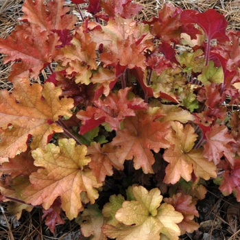 Heuchera 'Marmalade' - Coral Bells