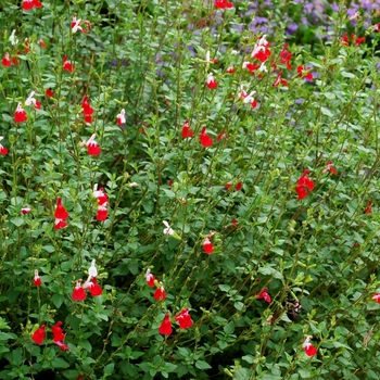 Salvia microphylla 'Hot Lips' - Salvia