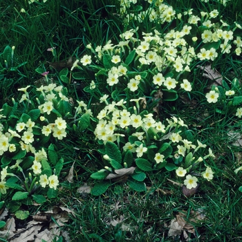 Primula vulgaris - Primrose