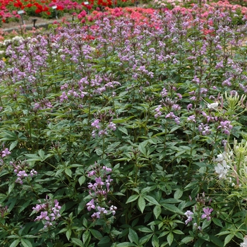 Cleome 'Senorita Rosalita' - Senorita Rosalita®