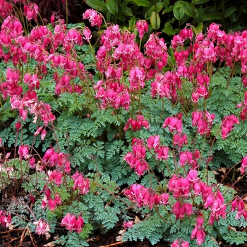 Dicentra 'King of Hearts' - Bleeding Heart