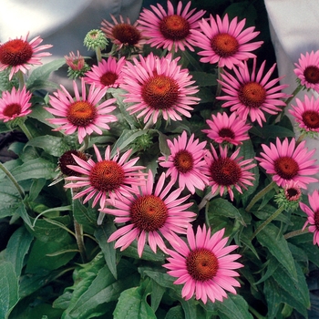 Echinacea purpurea 'Lilliput' - Coneflower