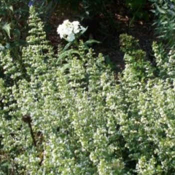 Calamintha nepeta ssp. glandulosa 'White Cloud' - Lesser Calamint