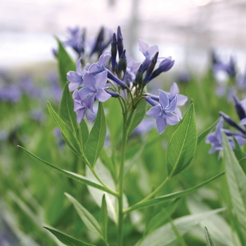 Amsonia 'Blue Ice' - Blue Star