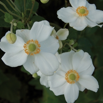 Anemone x hybrida 'Honorine Jobert' - Windflower