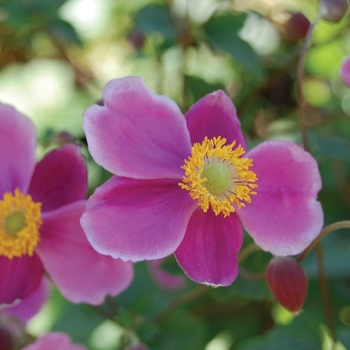 Anemone 'September Charm' - Windflower