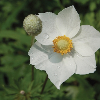 Anemone sylvestris - Windflower