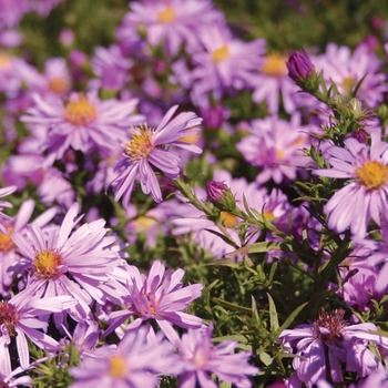 Aster novi-belgii 'Wood's Pink' - Aster