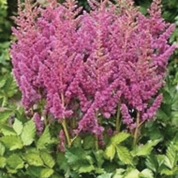 Astilbe chinensis 'Visions in Pink' - False Spirea