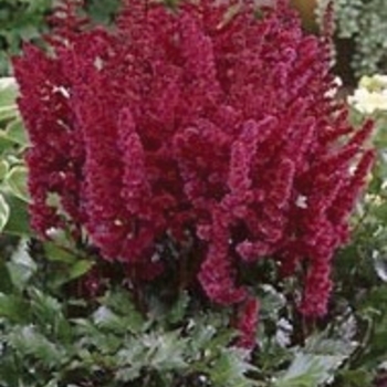 Astilbe chinensis 'Visions in Red' - False Spirea