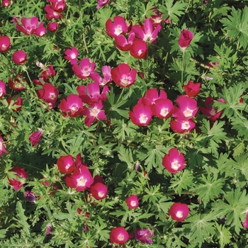 Callirhoe involucrata - Purple Poppy Mallow