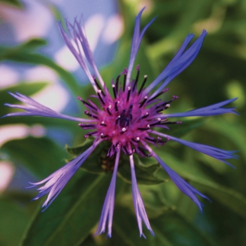 Centaurea montana 'Blue' - Bachelor's Button-Perennial