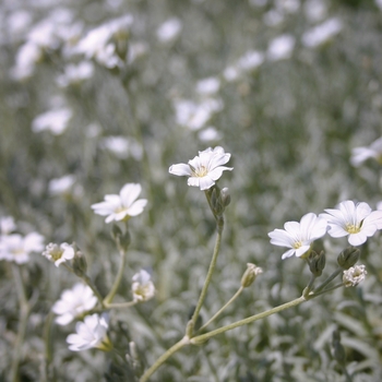 Cerastium tomentosum 'Yo Yo' - Snow in Summer