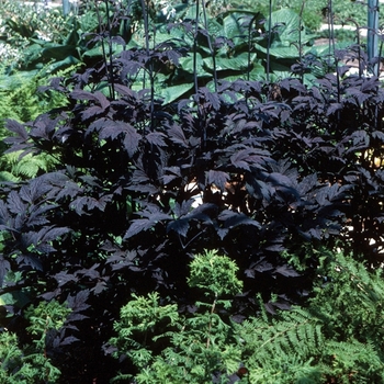 Cimicifuga ramosa 'Hillside Black Beauty' - Bugbane